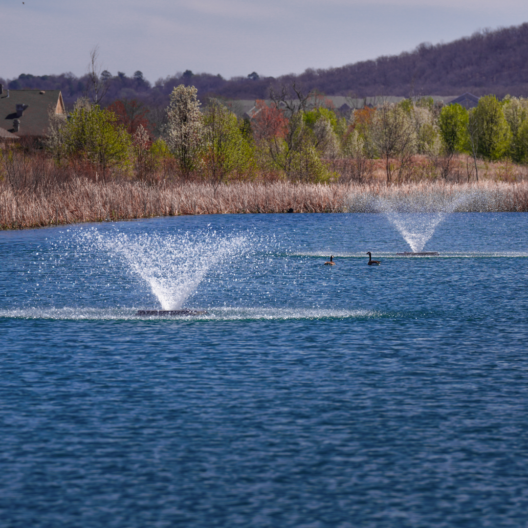 Two fountains in a lake with trees and houses in the background