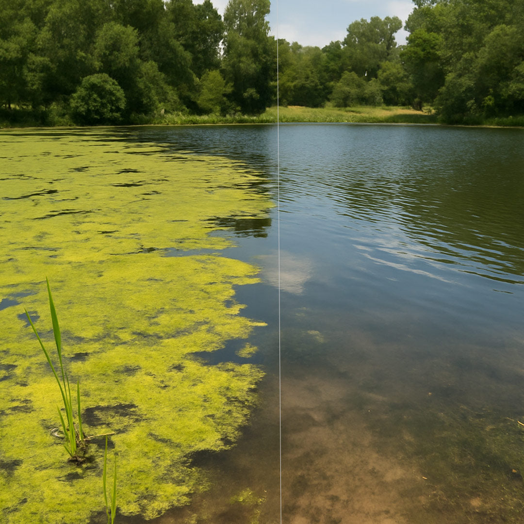 two views with the left side showing an algae bloom and the right side showing clean water with no algae