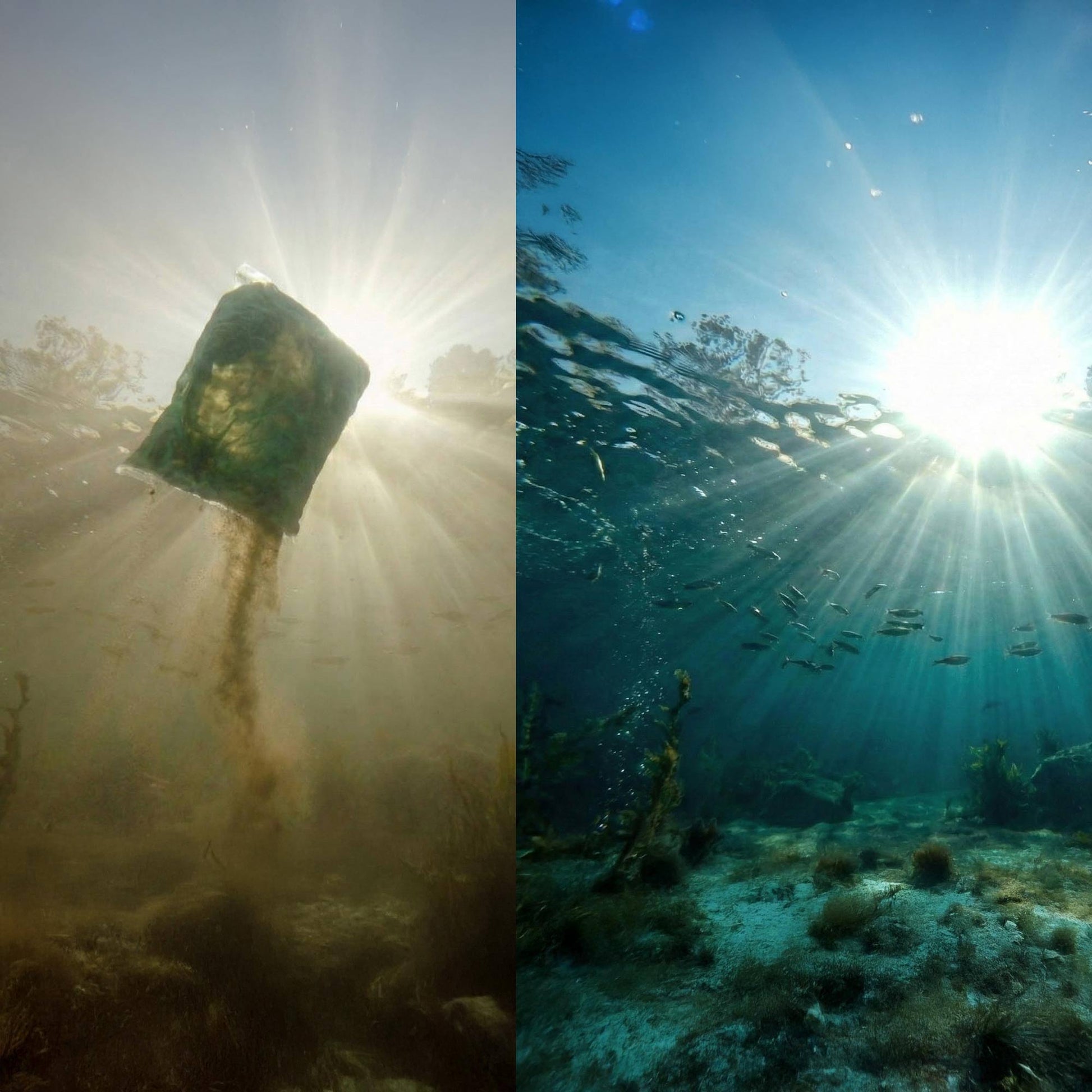 Side-by-side comparison of underwater scenes with dirty muck water on the left and clean clear water on the right