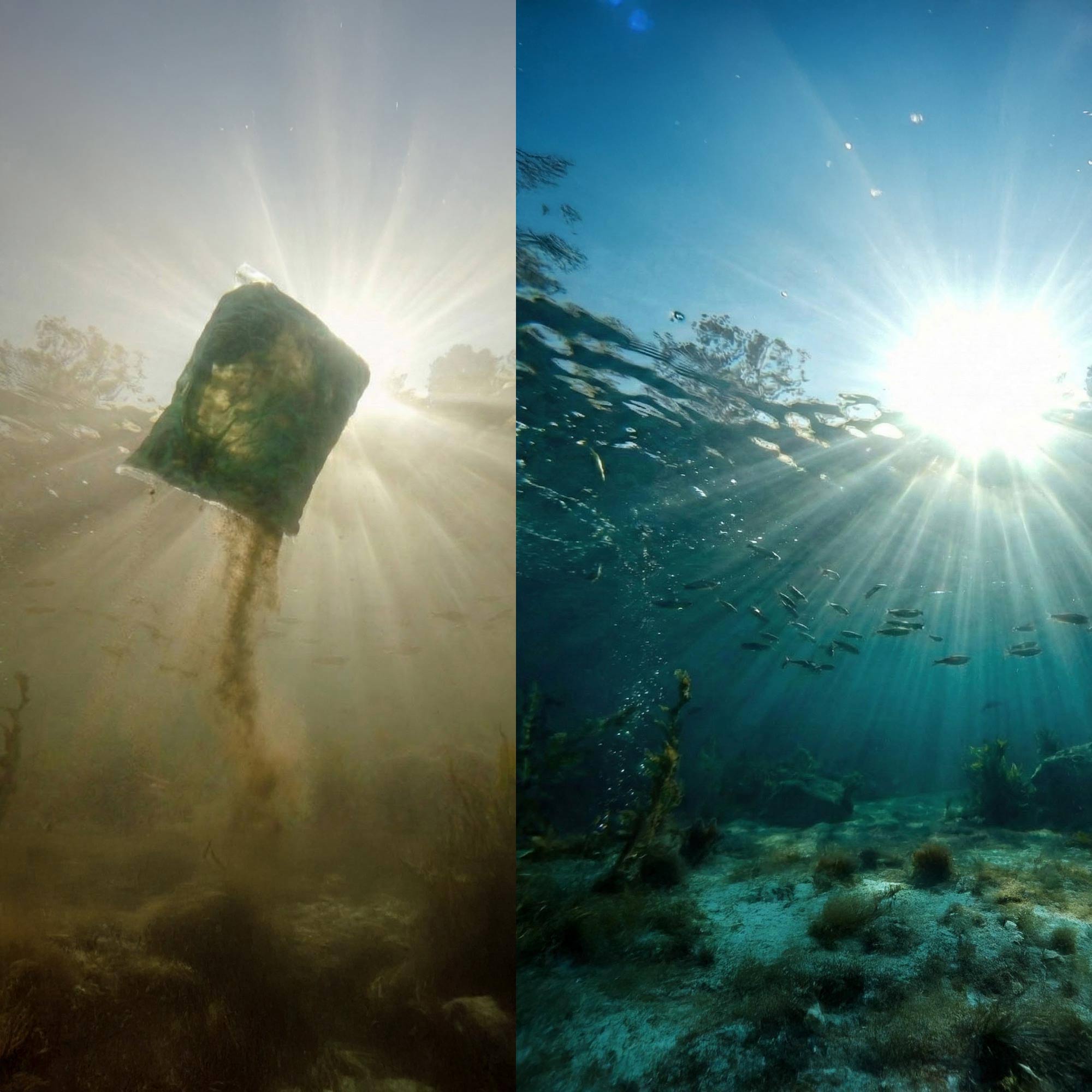 Side-by-side comparison of underwater scenes with dirty muck water on the left and clean clear water on the right
