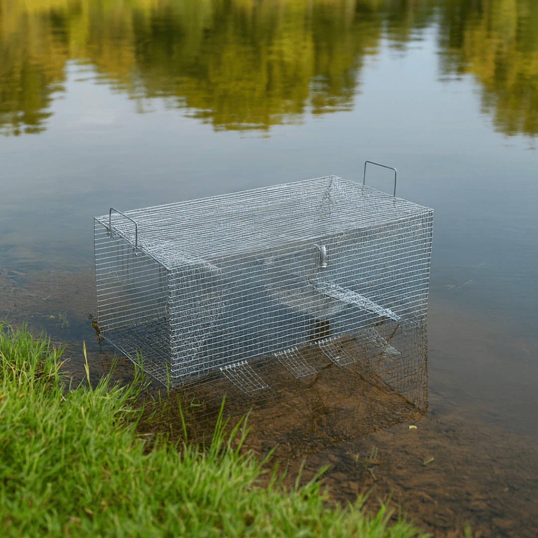 Wire mesh box fish trap sitting in shallow lake water near a grassy bank.