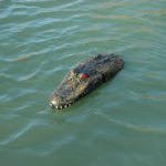 A floating gator head in a pond