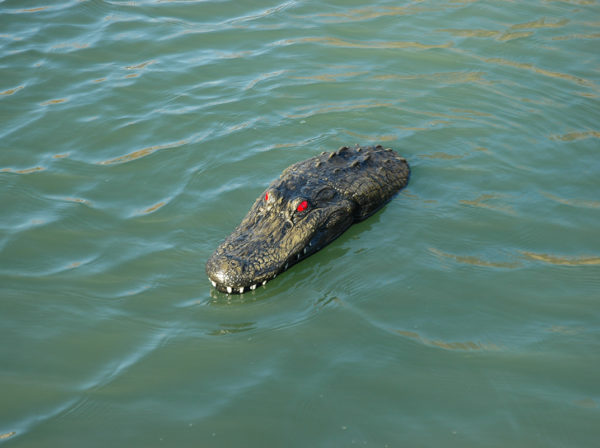 A floating gator head in a pond