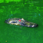 Floating Gator JR