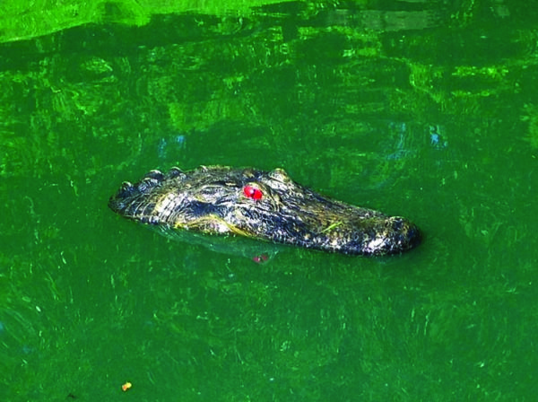 A floating gator jr in a lake.