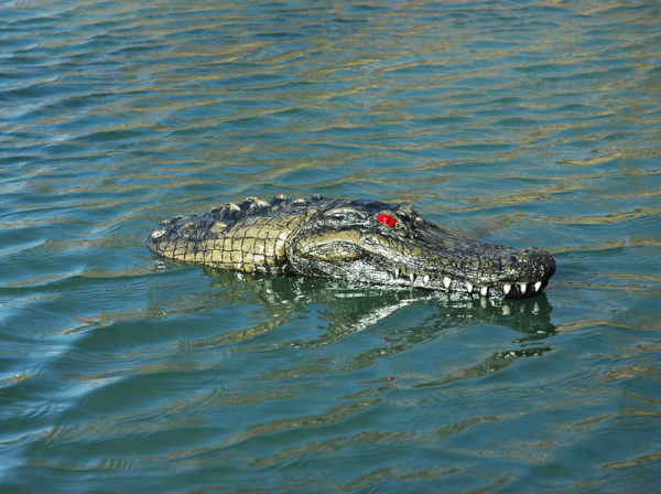 A floating gator head in a pond.