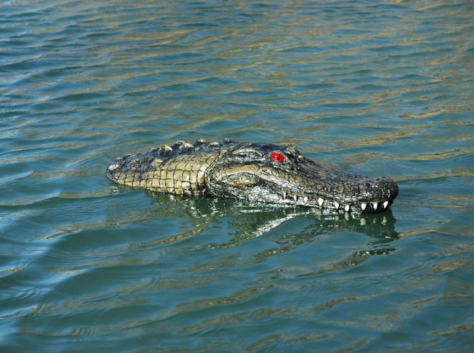 A floating gator head in a pond.