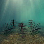Underwater image of the Essential Shallow Water Bundle Fish Attractor-Mossback.